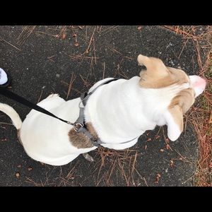 Meet your Posher, Isabella